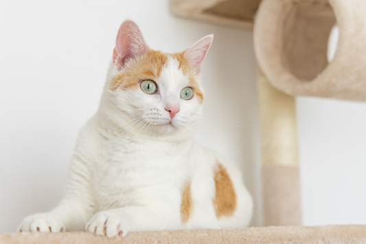 Are Cat Scratchers Essential for Indoor Cats' Well-Being?