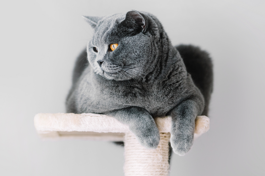 Cat Scratcher Mazes: Endless Fun for Curious Cats