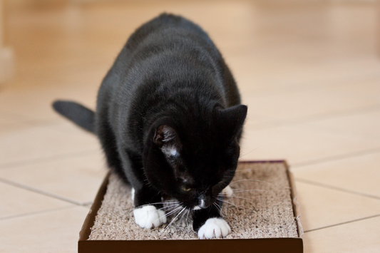 How Cat Scratchers Prevent Claw Shedding Issues?