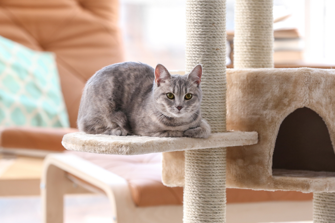 How Scratchers Can Help With Cat Anxiety?