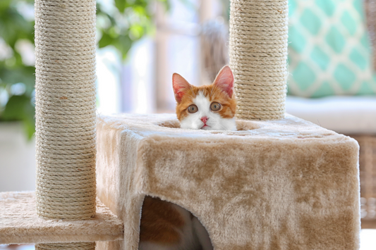 How to Add Accessories to Cat Scratchers