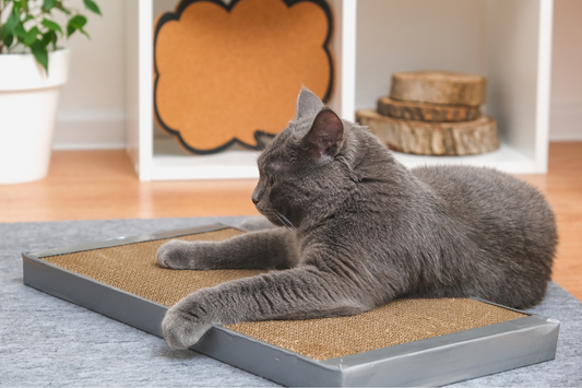 The Impact of Scratchers on Feline Aggression