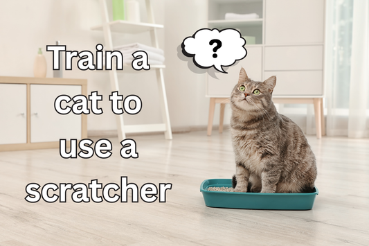 How to Train a Cat to Use a Scratcher