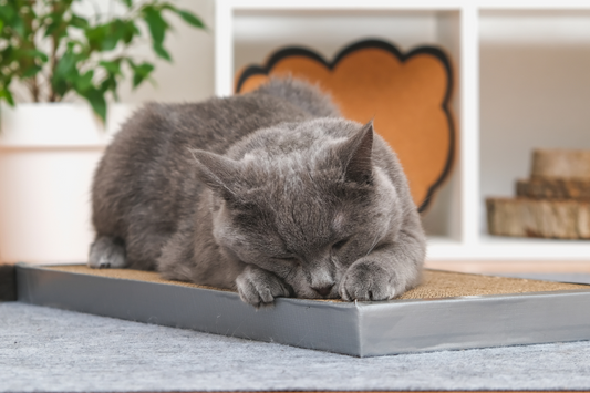 Is It Safe to Reuse Old Cat Scratchers for New Cats?