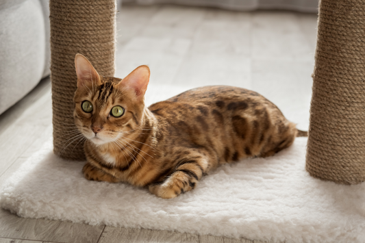 Why Scratchers with Built-In Hiding Spots