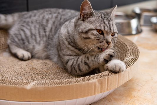 Behavioral Changes After Introducing a Scratcher
