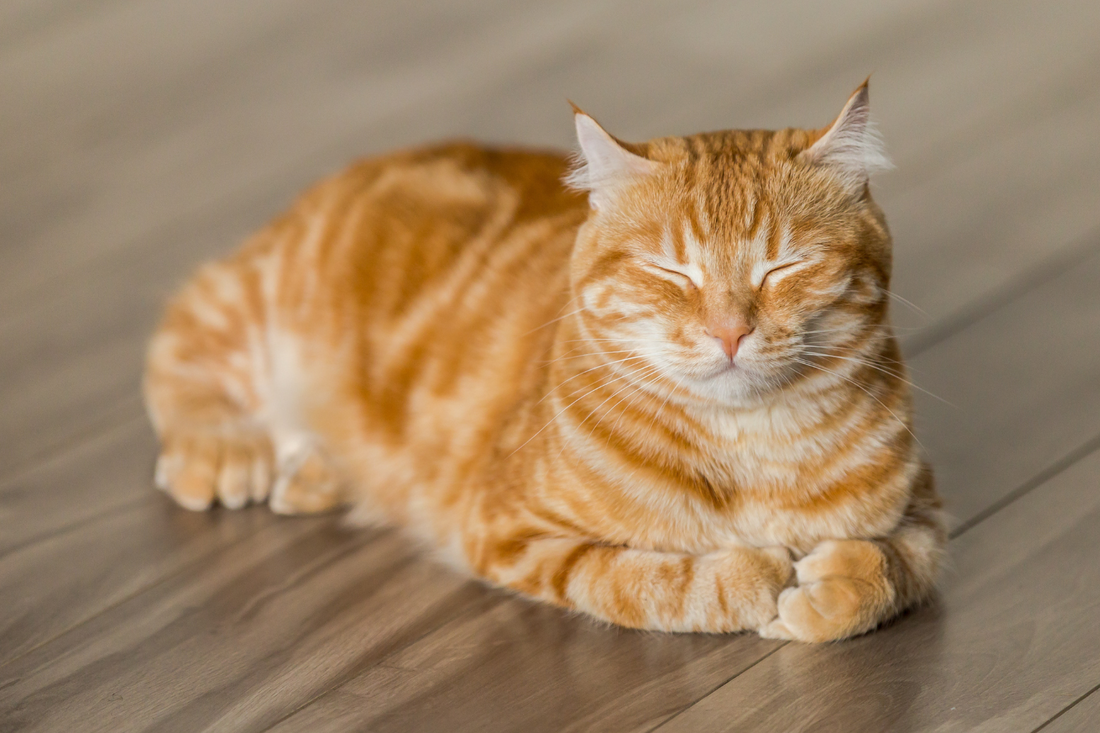 Benefits of Cat Scratchers for Senior Cats