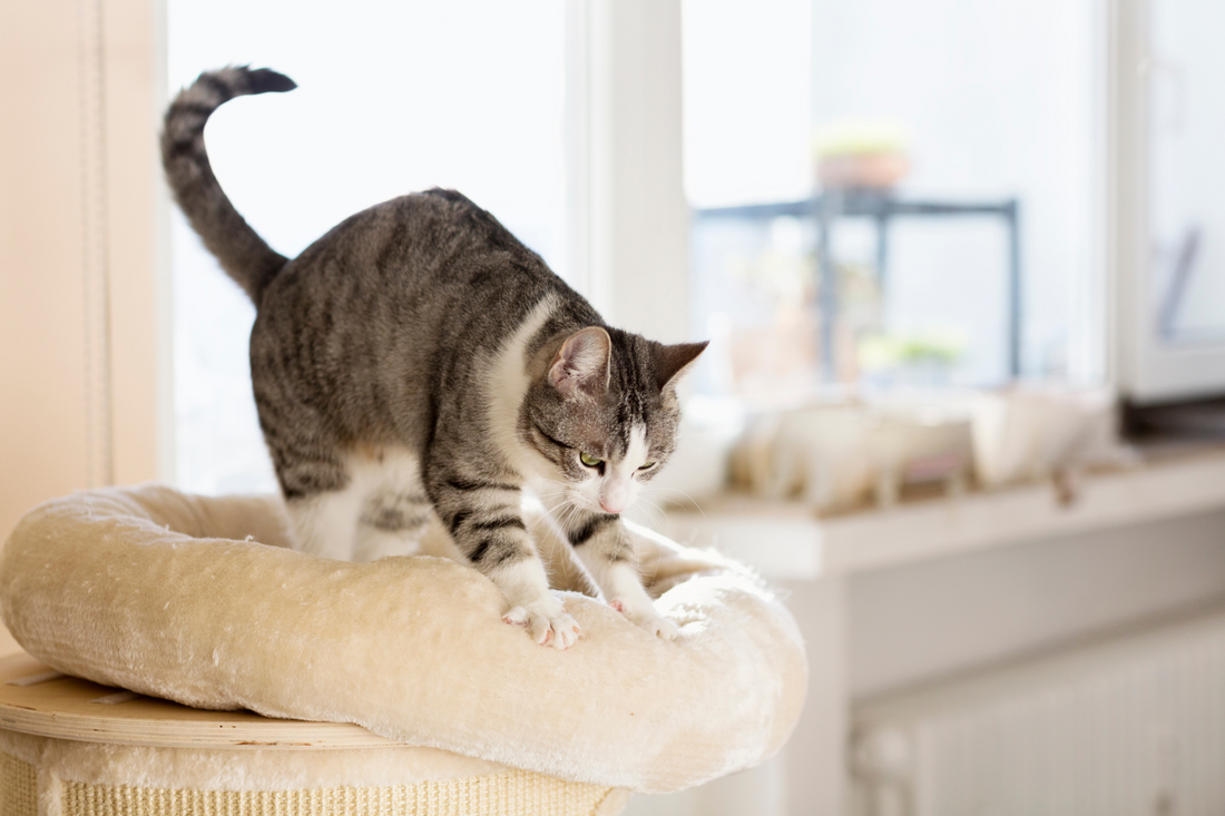 Can Cat Scratchers Reduce Feline Stress?