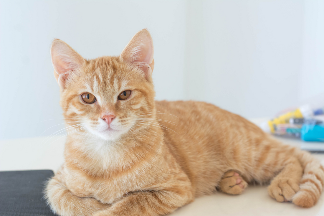 Can Cat Scratchers Replace Playtime?