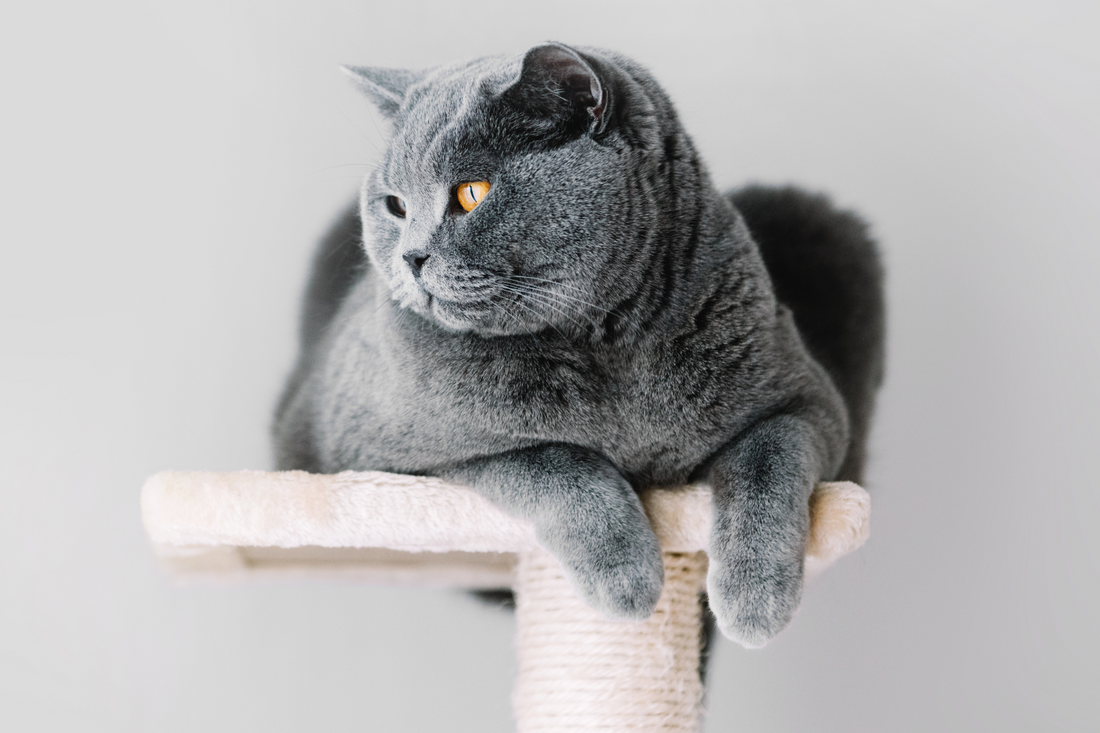 Cat Scratcher Mazes: Endless Fun for Curious Cats