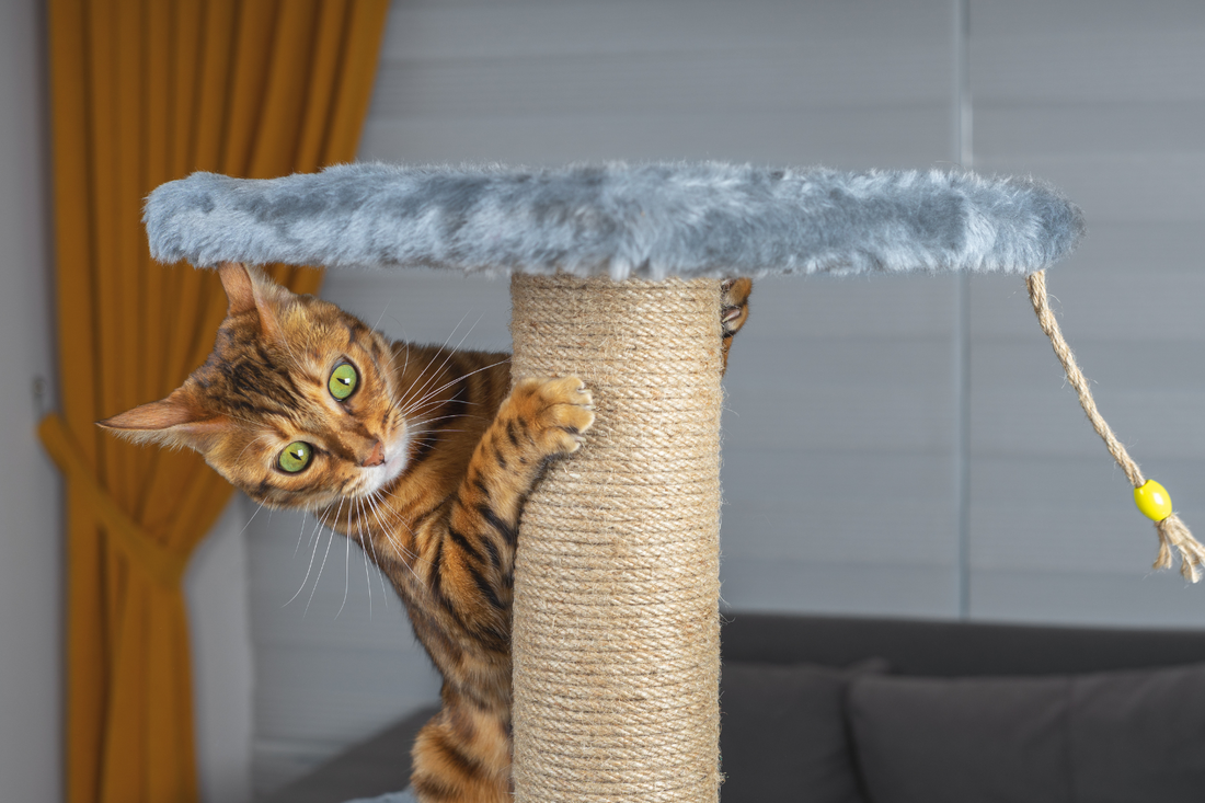 Do Cat Scratchers Prevent Overgrown Claws?