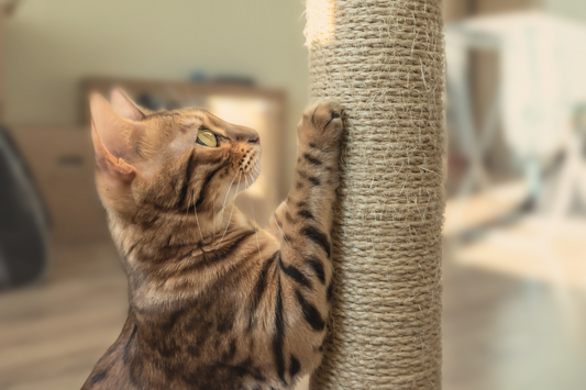 How Cat Scratchers Support Healthy Claws