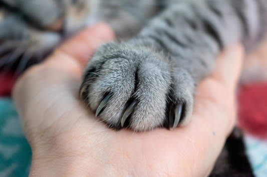 How Scratchers Can Help in Claw-Related Injuries