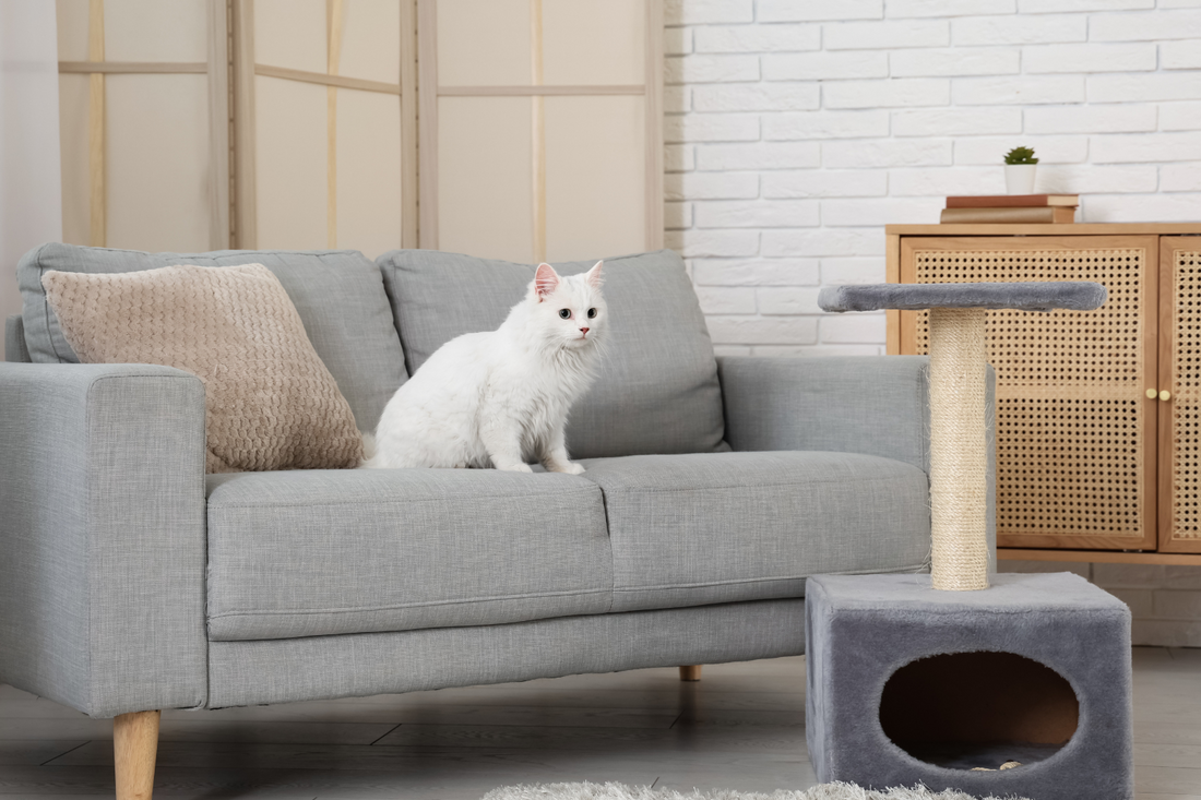 How to Redirect Scratching Behavior from Furniture to Scratchers?