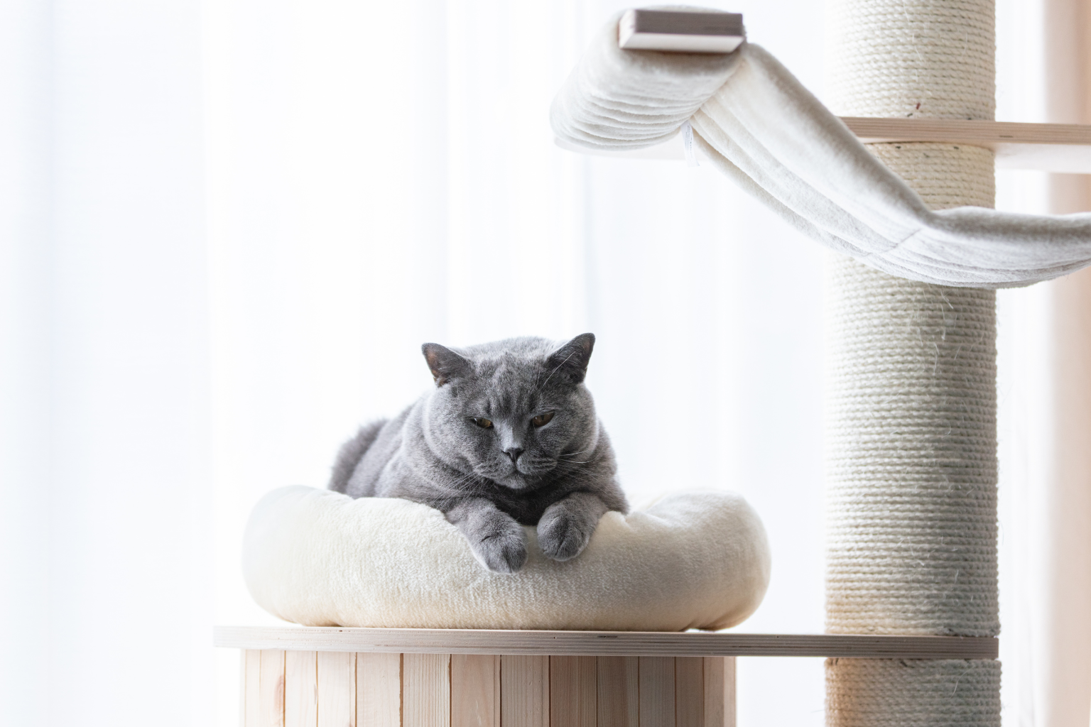 Multi Cat Program Introducing Scratchers to Multi-Cat Households – Shizhoo