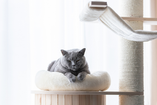 Introducing Scratchers to Multi-Cat Households