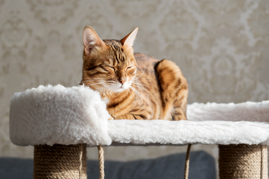 How Many Cat Scratchers Does a Household Need?