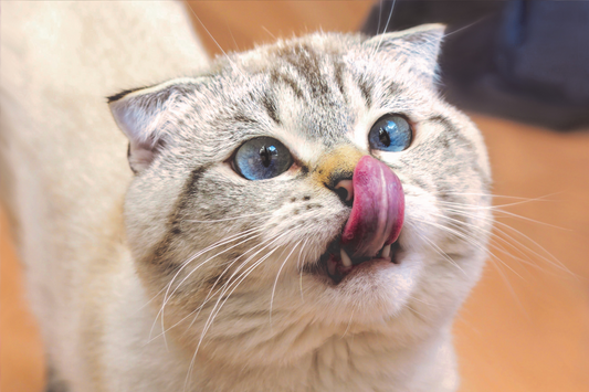 Scratchers and Their Role in Weight Management for Cats