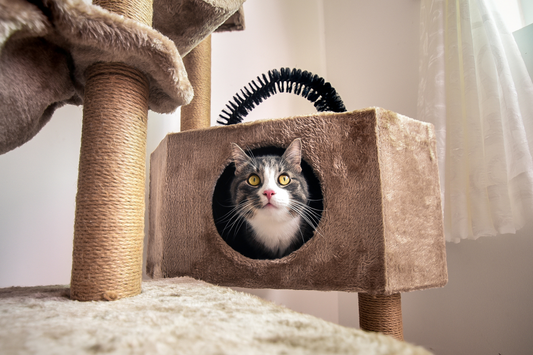 The Most Fun Cat Scratcher Shapes