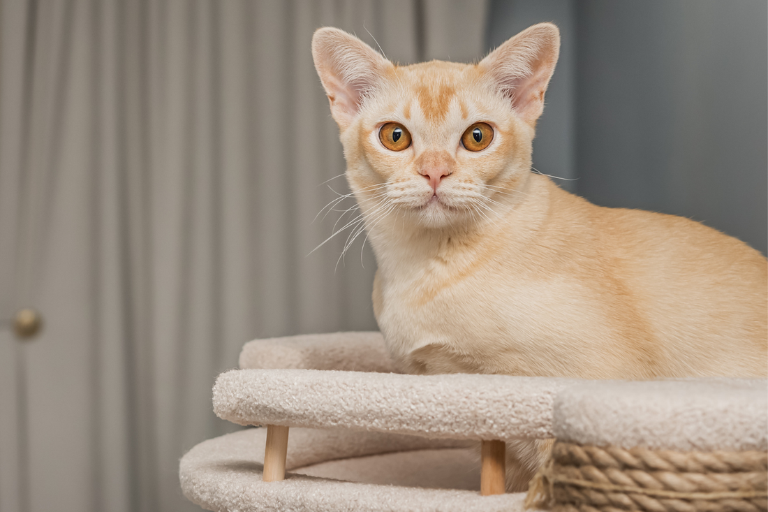 The Role of Scratching in Cat Exercise