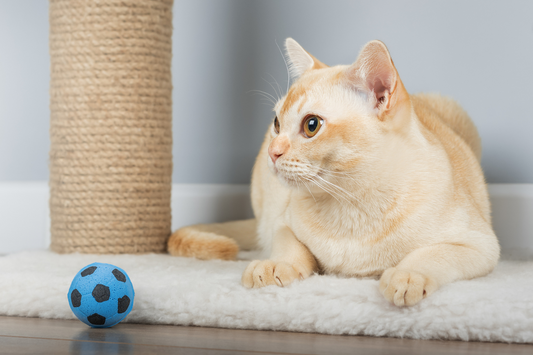 Turning Cat Scratchers into Play Stations