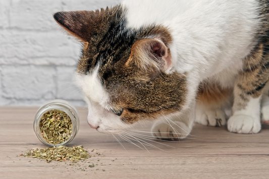Using Catnip to Encourage Scratching on a Scratcher