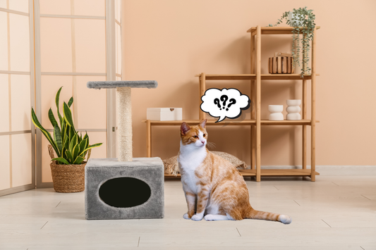 What to Do If Your Cat Refuses to Use a Scratcher